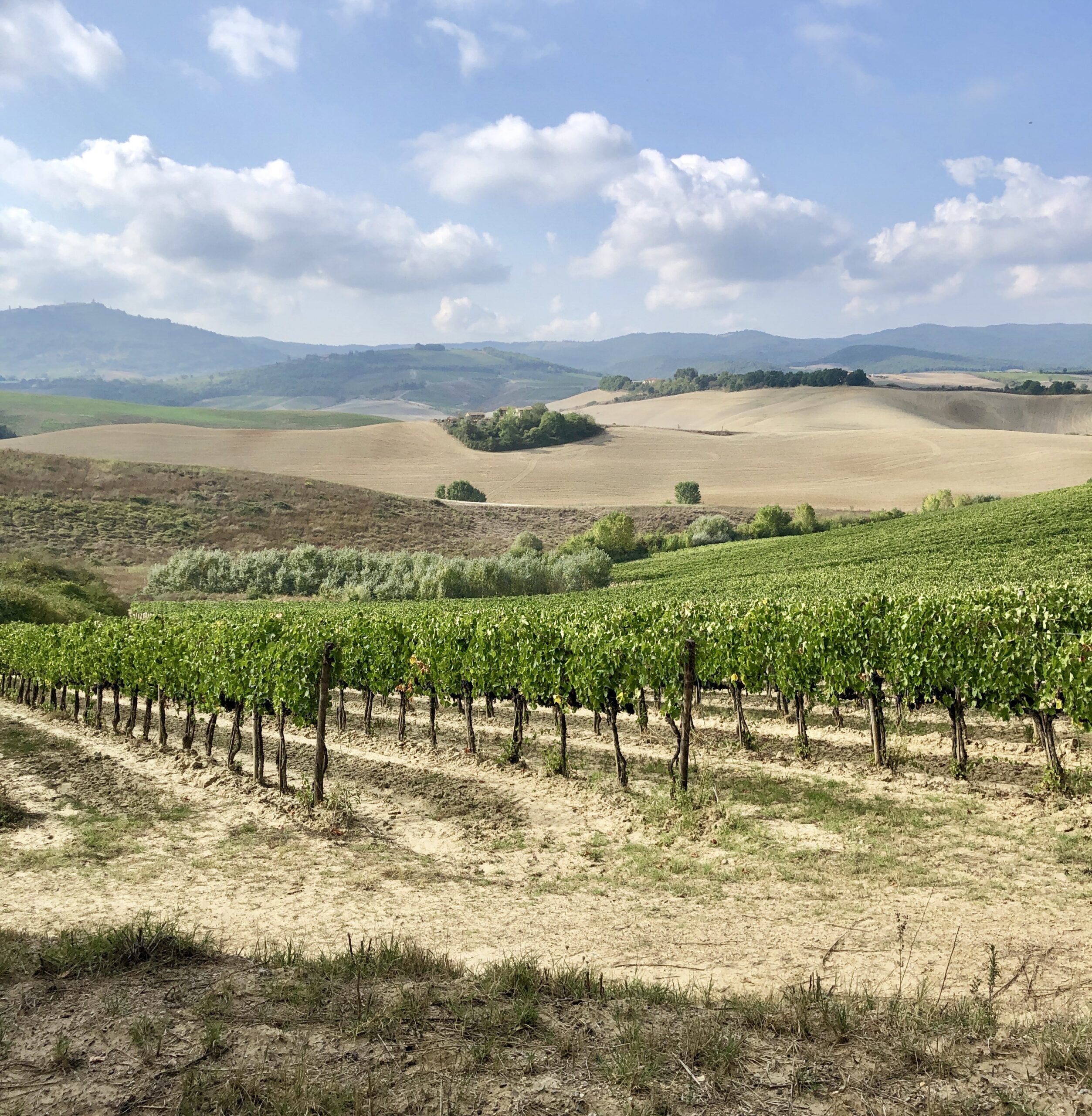 Monalchino vineyards